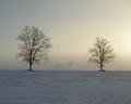 Morning Silence