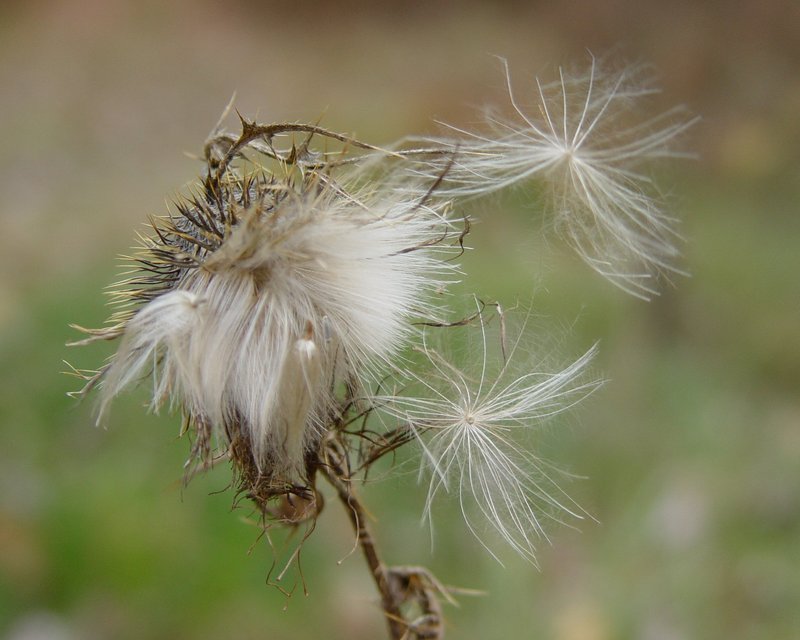 North Country Thistle