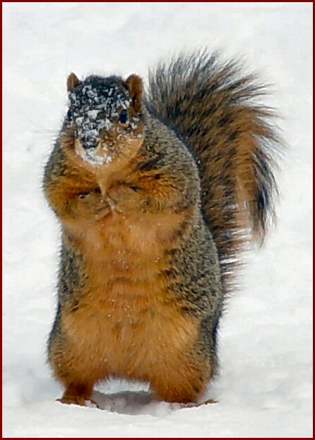 squirrel snow1.jpg