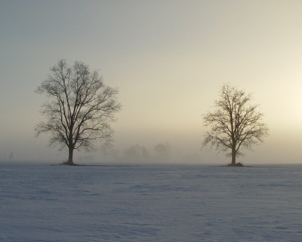 Morning Silence