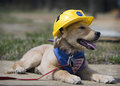 NASA Dog