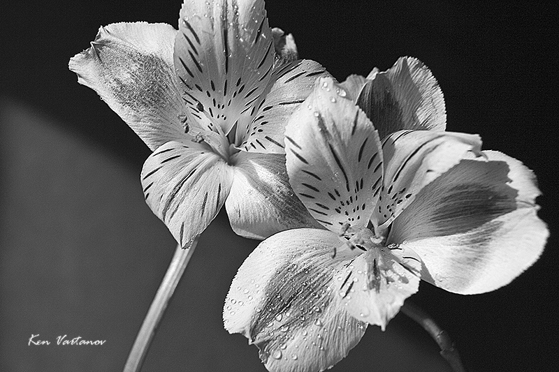 Iris-BW