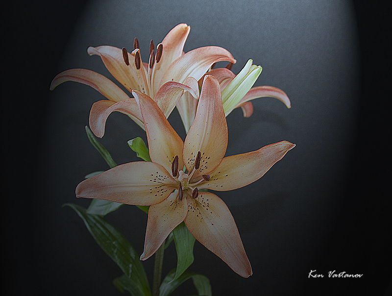Stargater Lily