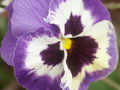 Creation Glory: Woship in Purple! #1