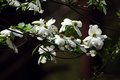 Joy-Pinky-Dogwood&Weeds (88).jpg