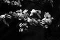 Week #10---8DogwoodBlooms(88)-V3-B&W!.jpg