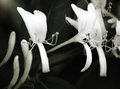 Week #14:  HoneysuckleBush!-(49)-V14B&W