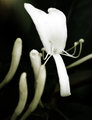 HoneysuckleBush!-(49)-V13a-.jpg