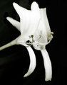 HoneysuckleBush!-(49)-V13b-VeryRoughDraft.jpg