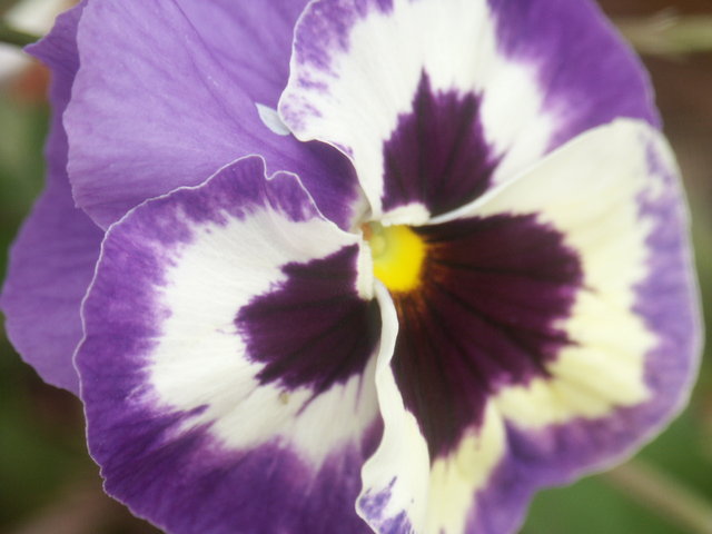 Creation Glory: Woship in Purple! #1