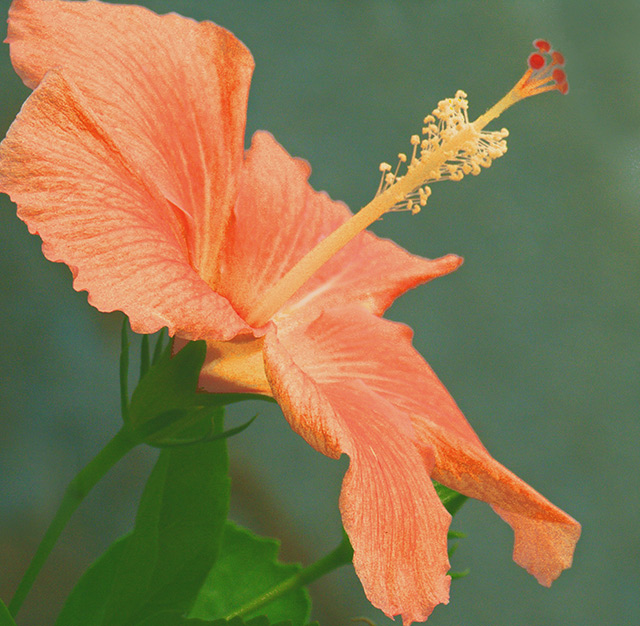 The Regal Hibiscus