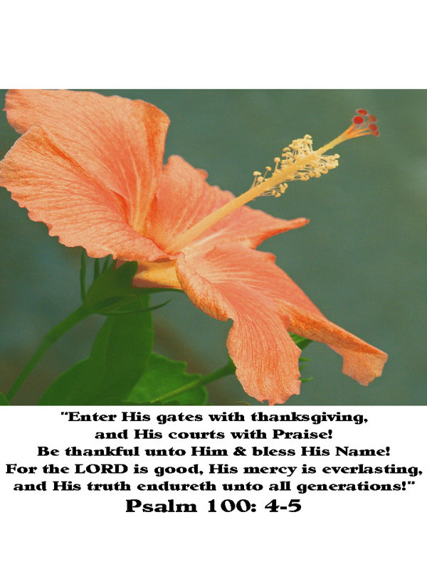 Hybiscus-Psalm100-Version2.jpg