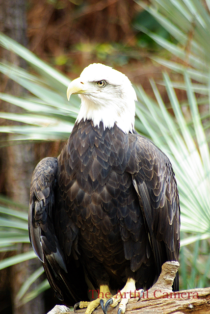 "If THAT golfer says he wants to 'Shoot an eagle' one...more...time..."