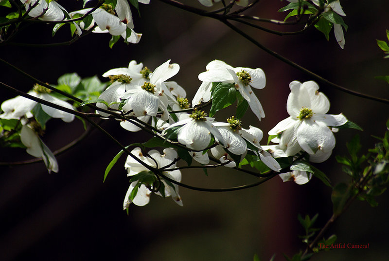 Joy-Pinky-Dogwood&Weeds (88).jpg