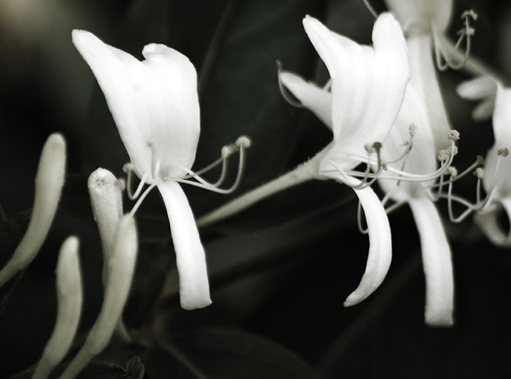 Week #14:  HoneysuckleBush!-(49)-V14B&W