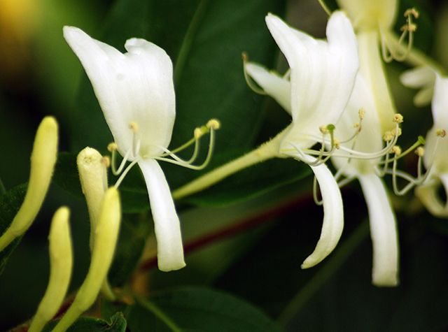 HoneysuckleBush!-(49)-V7.jpg