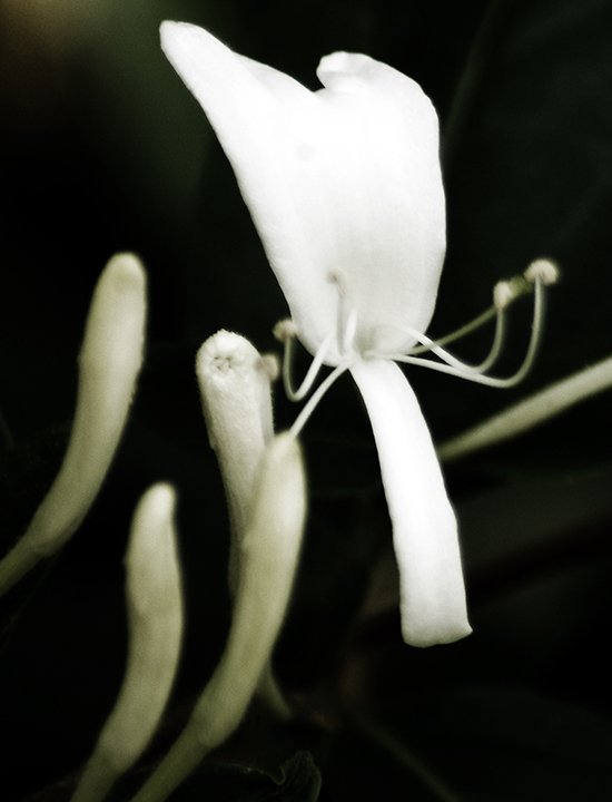 HoneysuckleBush!-(49)-V13a-.jpg
