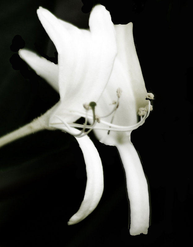 HoneysuckleBush!-(49)-V13b-VeryRoughDraft.jpg