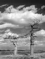 two_trees_IMG_0609.jpg