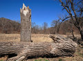 fallen_IMG_0791.jpg