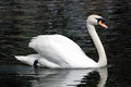 swan_IMG_0921.jpg