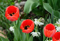 flowers_IMG_0969.jpg