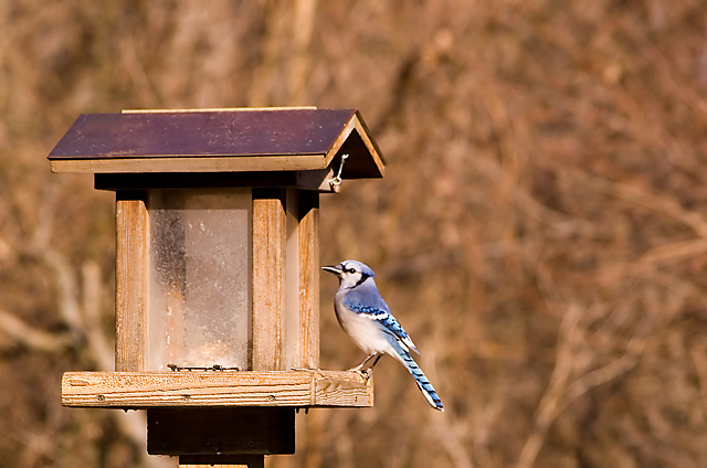 bluejay_IMG_0381.jpg