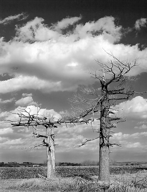 two_trees_IMG_0609.jpg