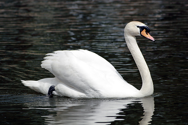 swan_IMG_0921.jpg