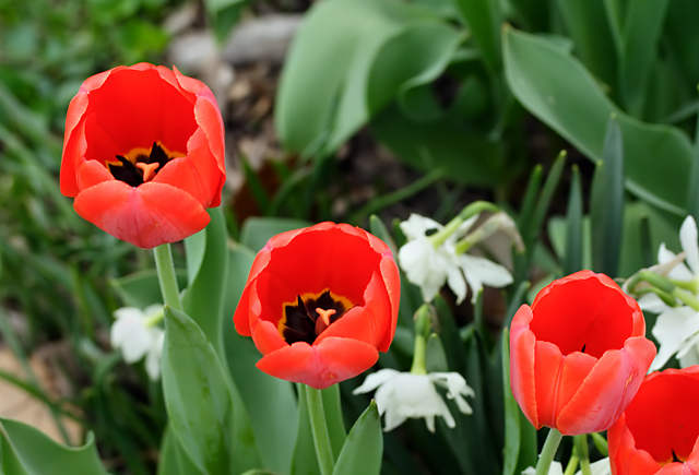 flowers_IMG_0969.jpg