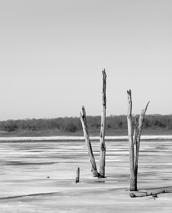 IceTree.jpg