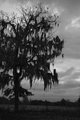 Lonesome