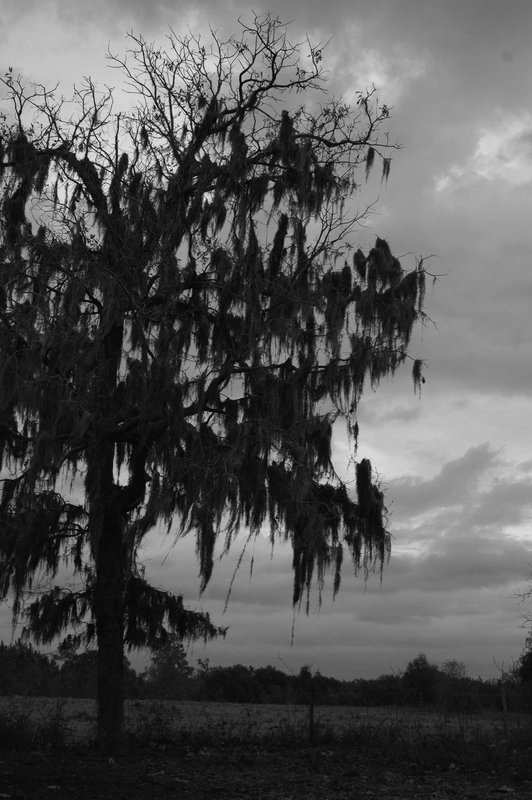 Lonesome