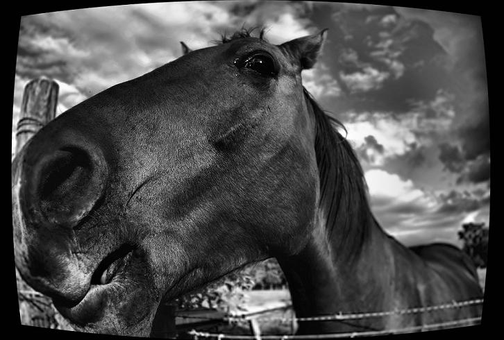 horse.JPG