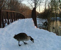 snowgoose2.jpg
