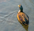 reflectingducky.jpg