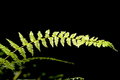 Green Leaf