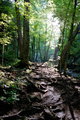 Walk in the Forest