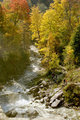 Trees by the River