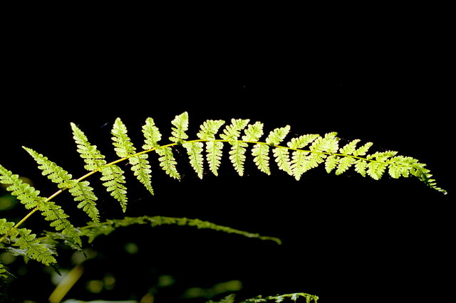 Green Leaf