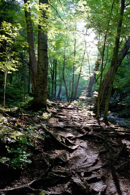 Walk in the Forest