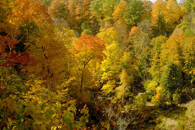Autumn Forest