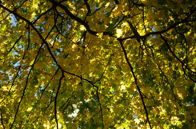 Yellow Leaves