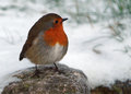 Dartmoor Robin.jpg