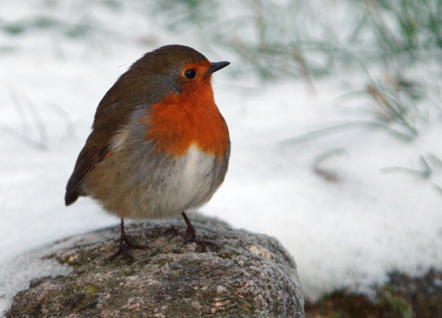 Dartmoor Robin.jpg
