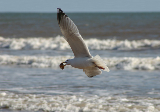 Flight.jpg