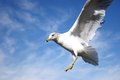 Seagull 3