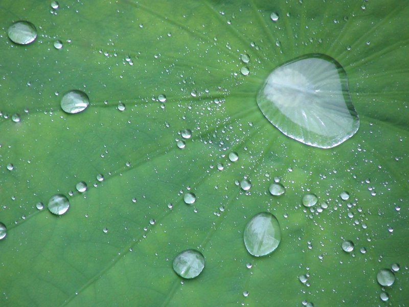 Water Droplets