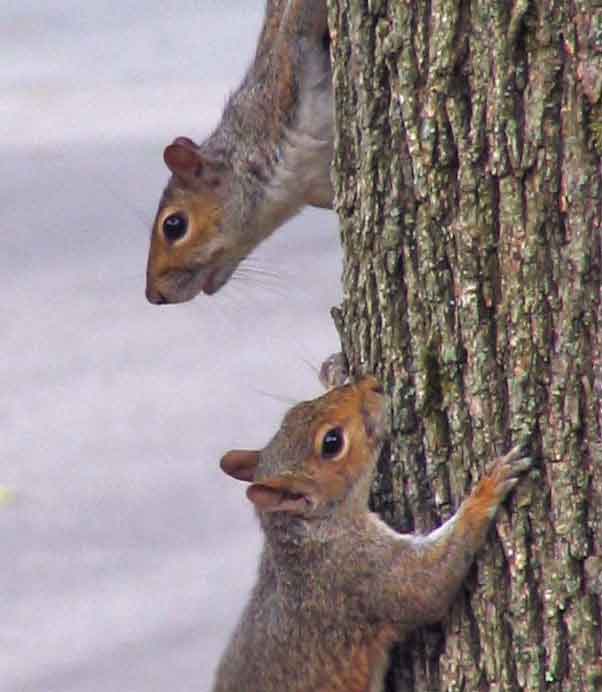 Squirrel Conversation