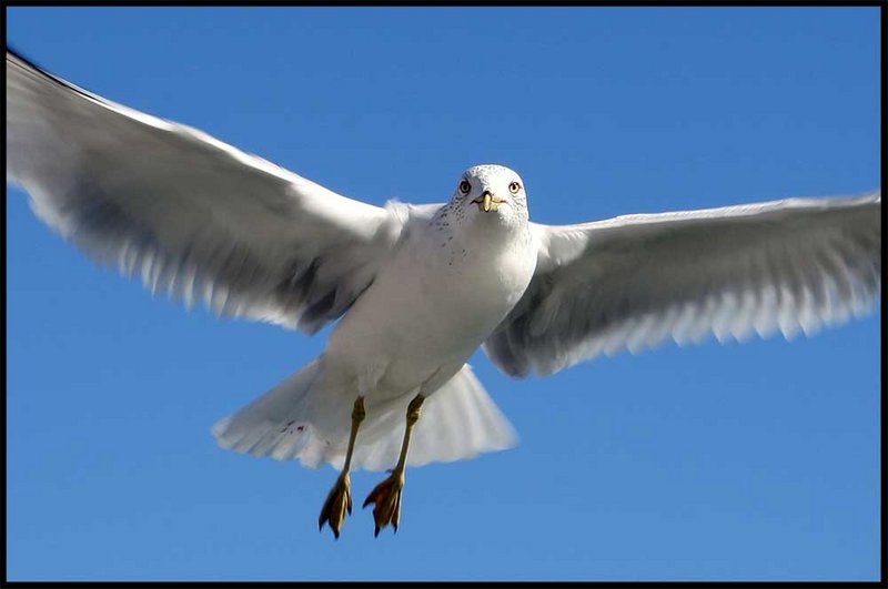 Seagull 1